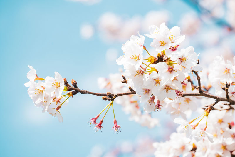 今年の桜の開花時期